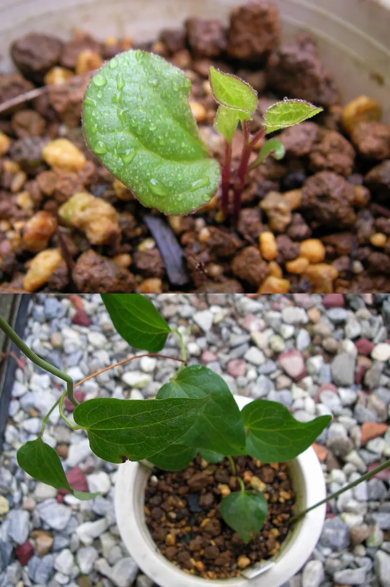 種からクレマチス|そだレポ(栽培レポート)bytomoko81|みんなの趣味 種からクレマチス|そだレポ(栽培レポート)bytomoko81|みんなの趣味