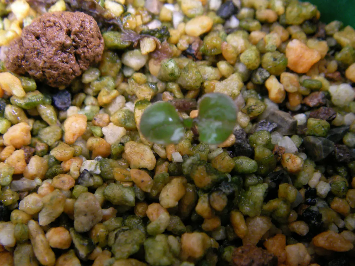 種からクレマチス｜そだレポ（栽培レポート）bytomoko81｜みんなの趣味