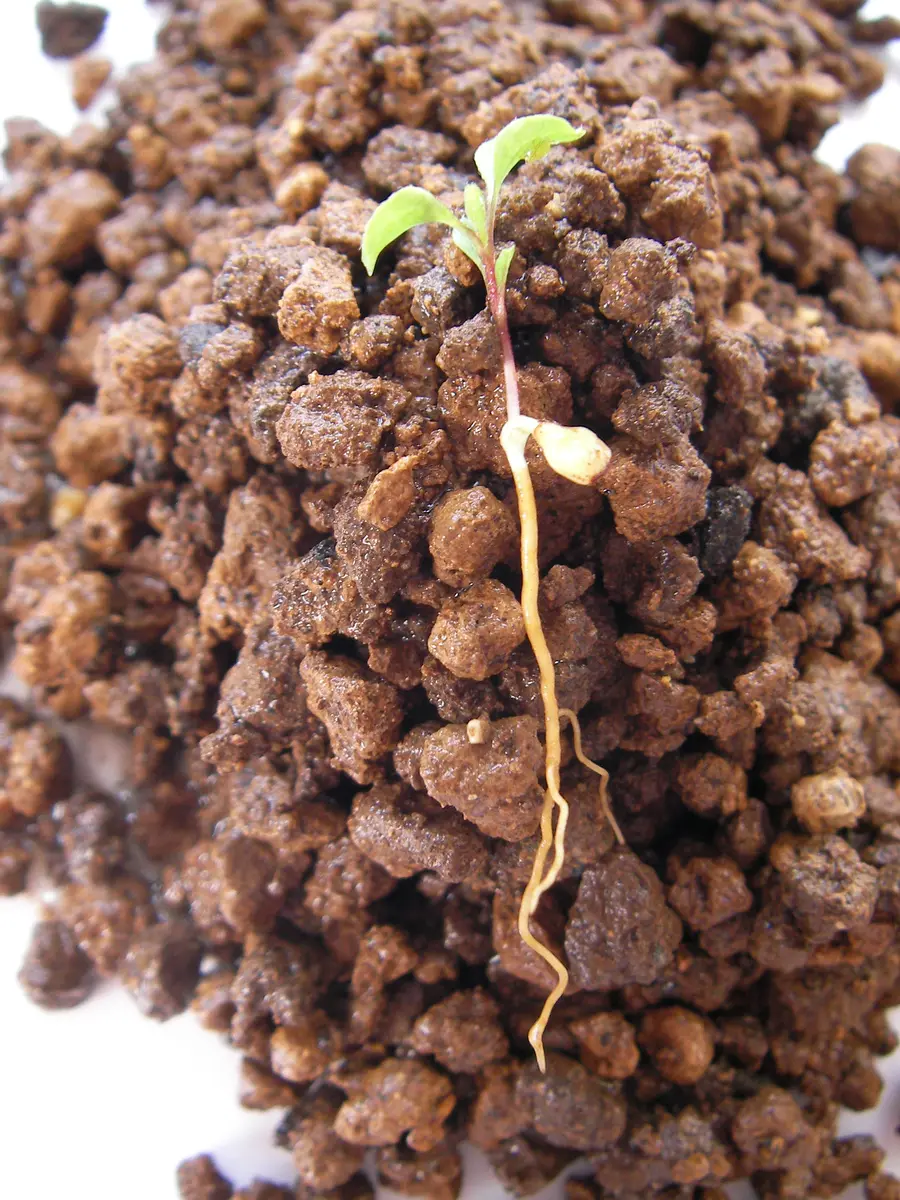 種からクレマチス｜そだレポ（栽培レポート）bytomoko81｜みんなの趣味