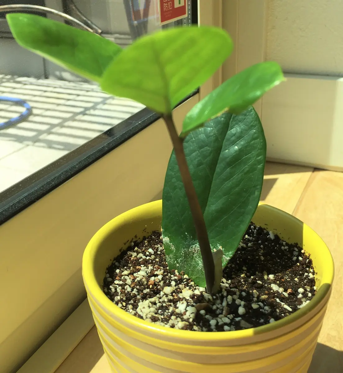 ザミオクルカス：葉っぱ1枚から【終了】｜そだレポ（栽培レポート）by