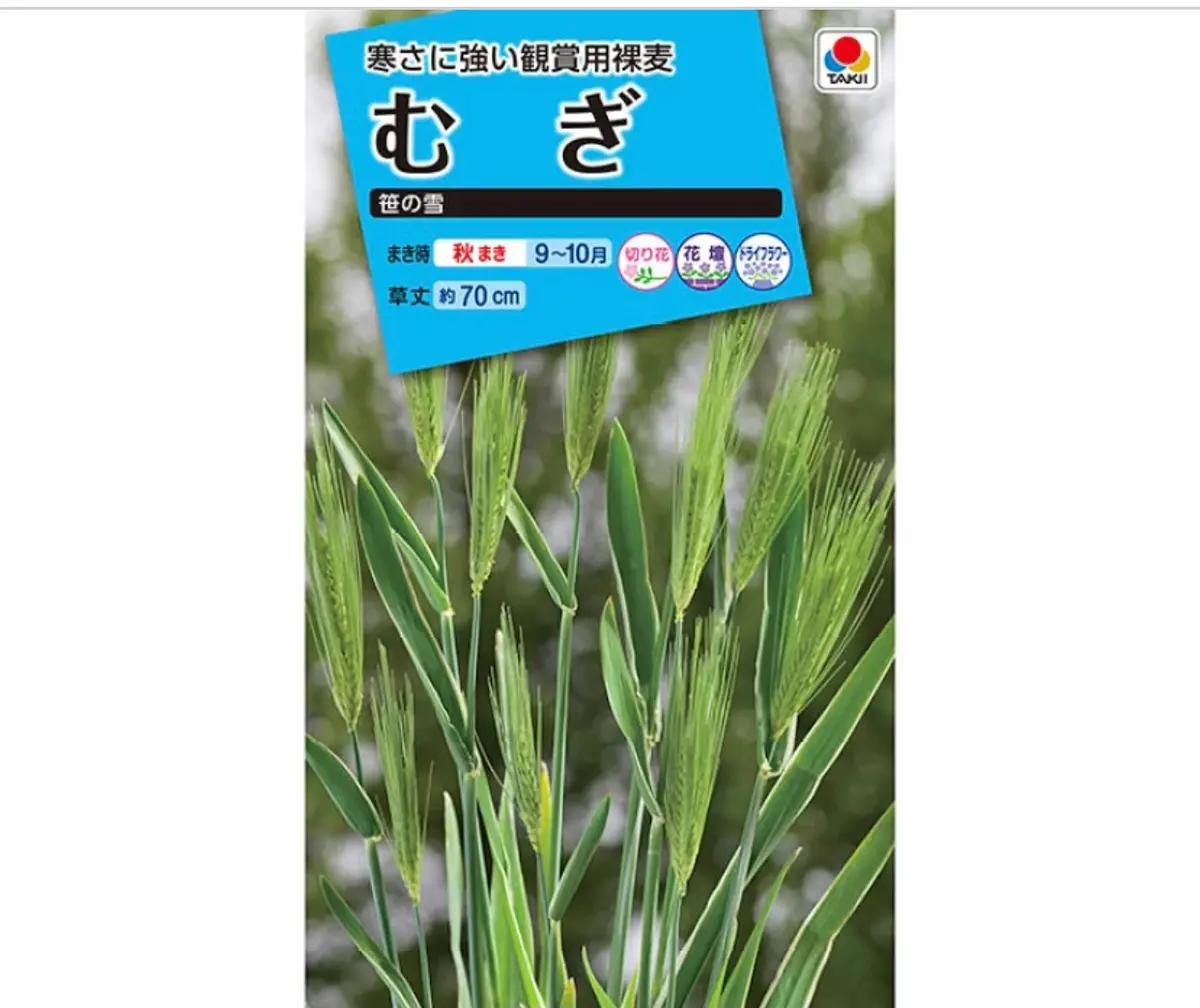 終了】観賞用ムギ｜そだレポ（栽培レポート）byまサプリ｜みんなの趣味 