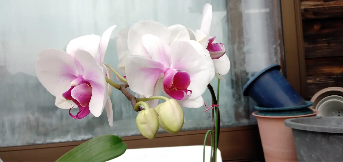 8分咲きです。「胡蝶蘭（4)」-そだレポ｜みんなの趣味の園芸