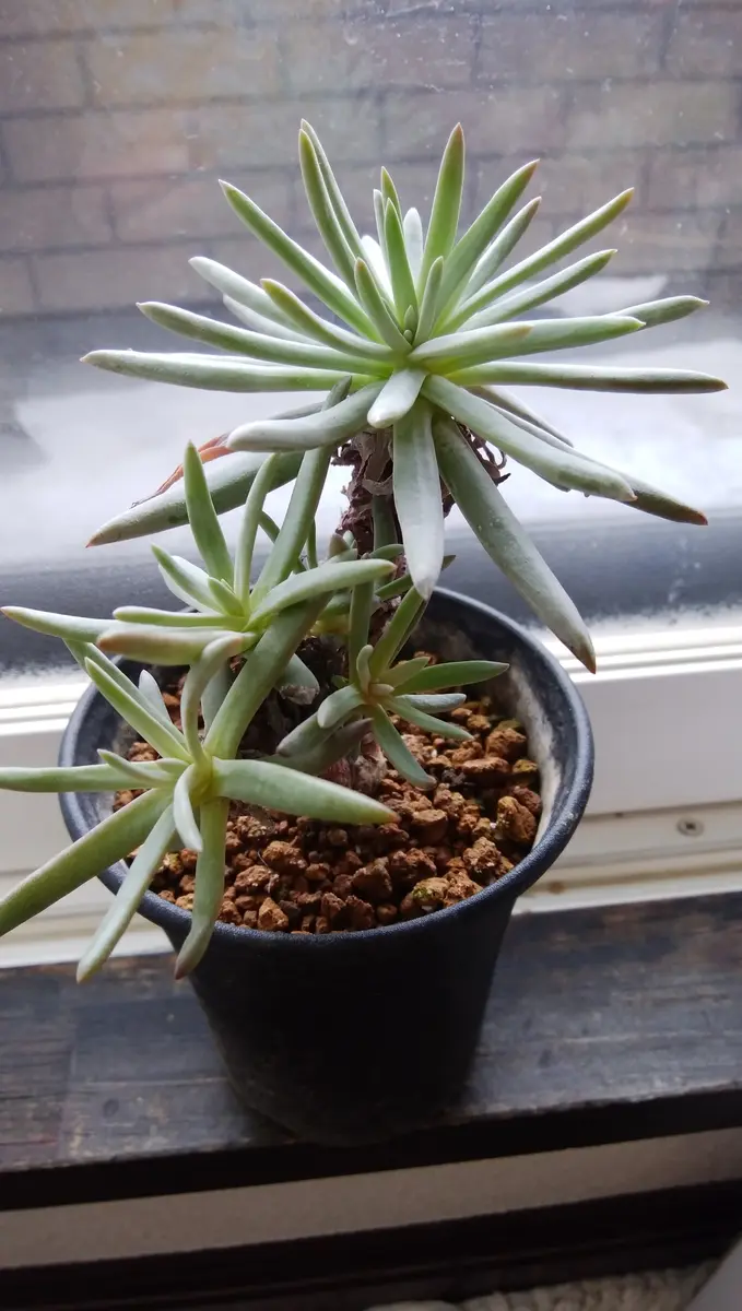 ダドレア クサンチ（ヌビゲナ）の黒歴史。｜そだレポ（栽培レポート