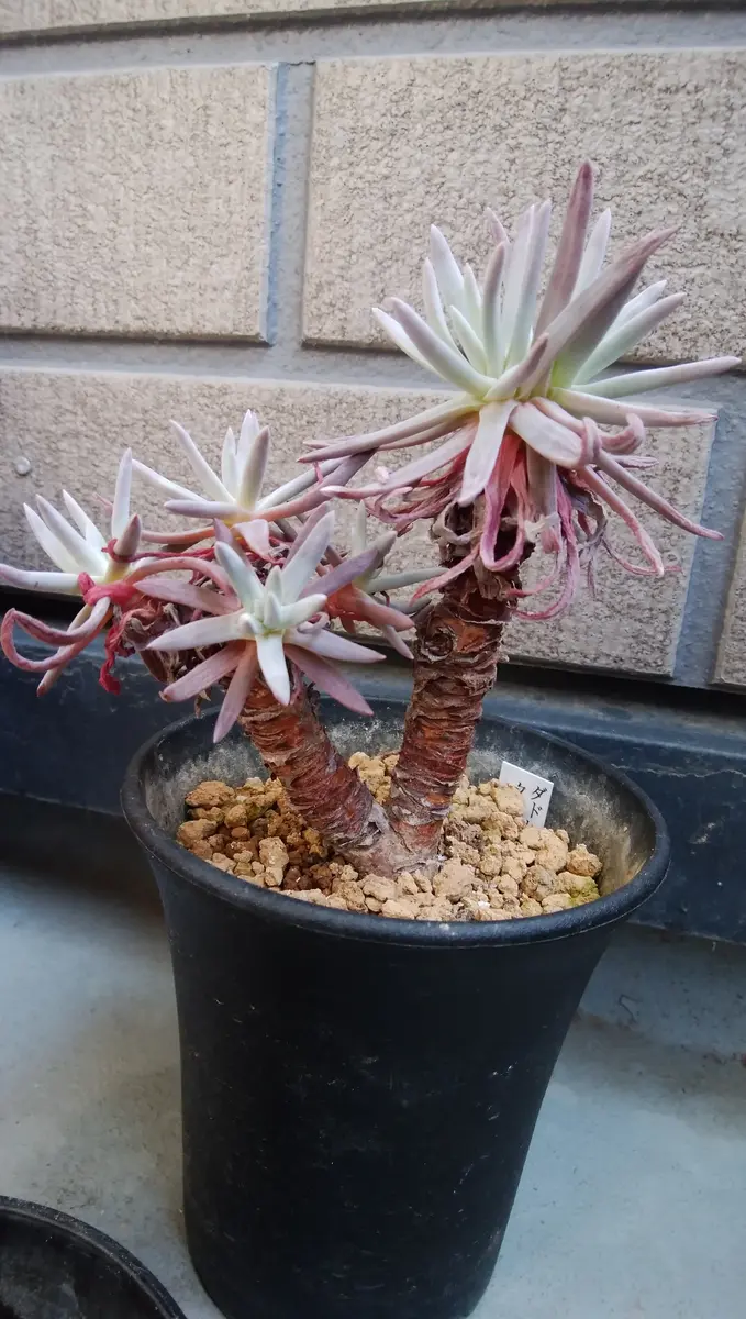 ダドレア クサンチ（ヌビゲナ）の黒歴史。｜そだレポ（栽培