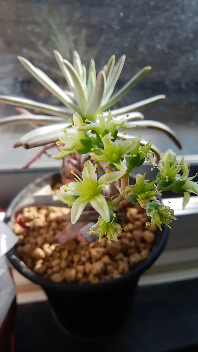 多肉植物　①ダドレア ヌビゲナ 数年古株 多肉植物 ④ダドレア ヌビゲナ 数年古株 多肉「ダドレアの1年間