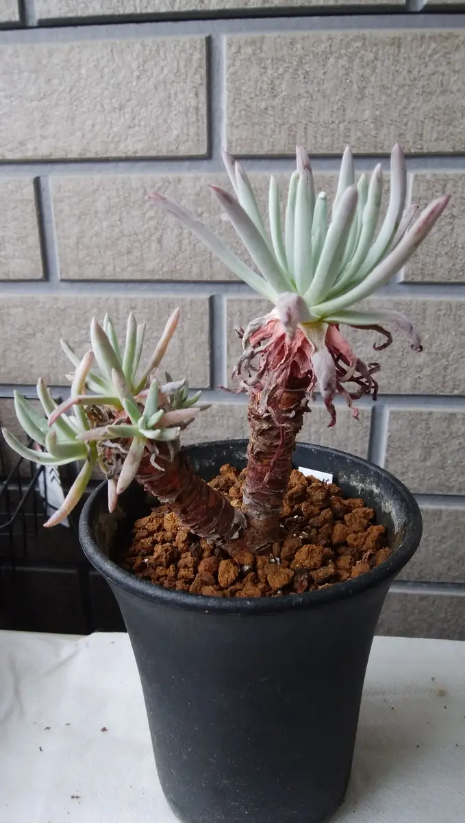 ダドレア クサンチ（ヌビゲナ）の黒歴史。｜そだレポ（栽培レポート