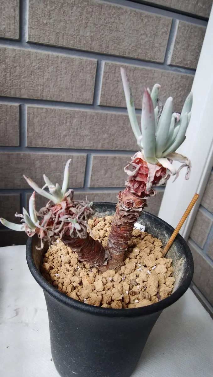 ダドレア クサンチ（ヌビゲナ）の黒歴史。｜そだレポ（栽培