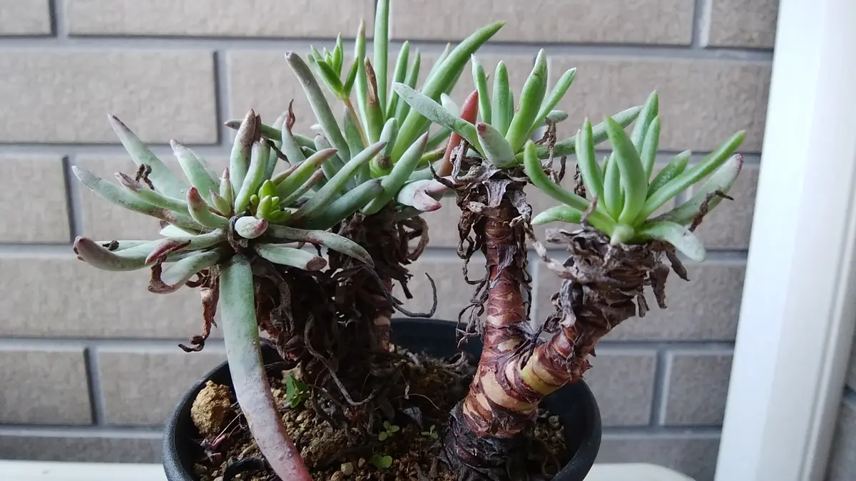 多肉植物　①ダドレア ヌビゲナ 数年古株 多肉植物 ①ダドレア ヌビゲナ 数年古株