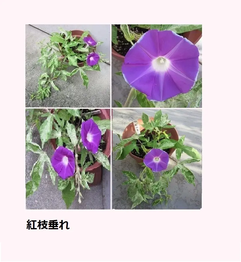 2020年Part2夏は、変化朝顔に夢中です。｜そだレポ（栽培