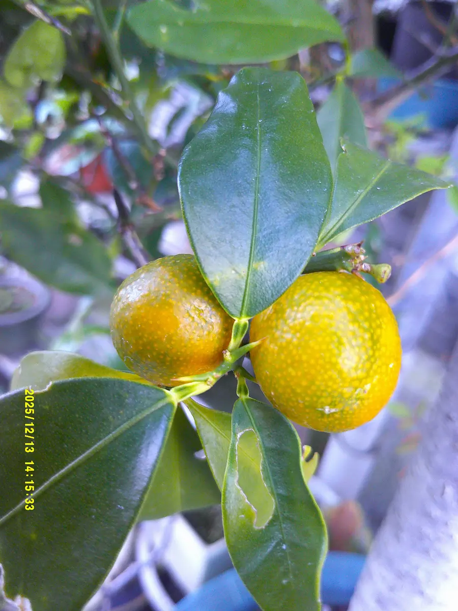 実生苗で『ハナユズ』は実が成るのか。｜そだレポ（栽培レポート