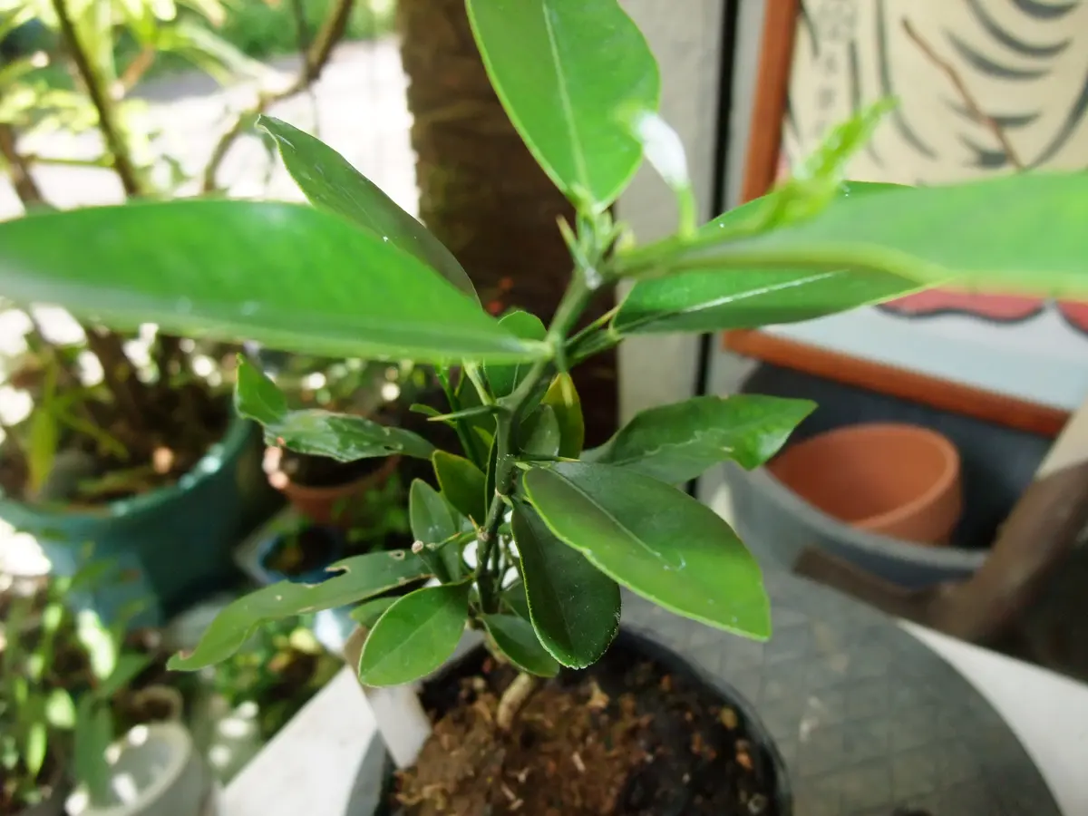 専用 農薬不使用 柚子 実生苗 ミニ株 3本 30セット 専用 農薬不