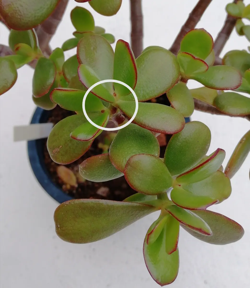 金のなる木に花は咲く(1) 試行編｜そだレポ（栽培レポート）by三日月