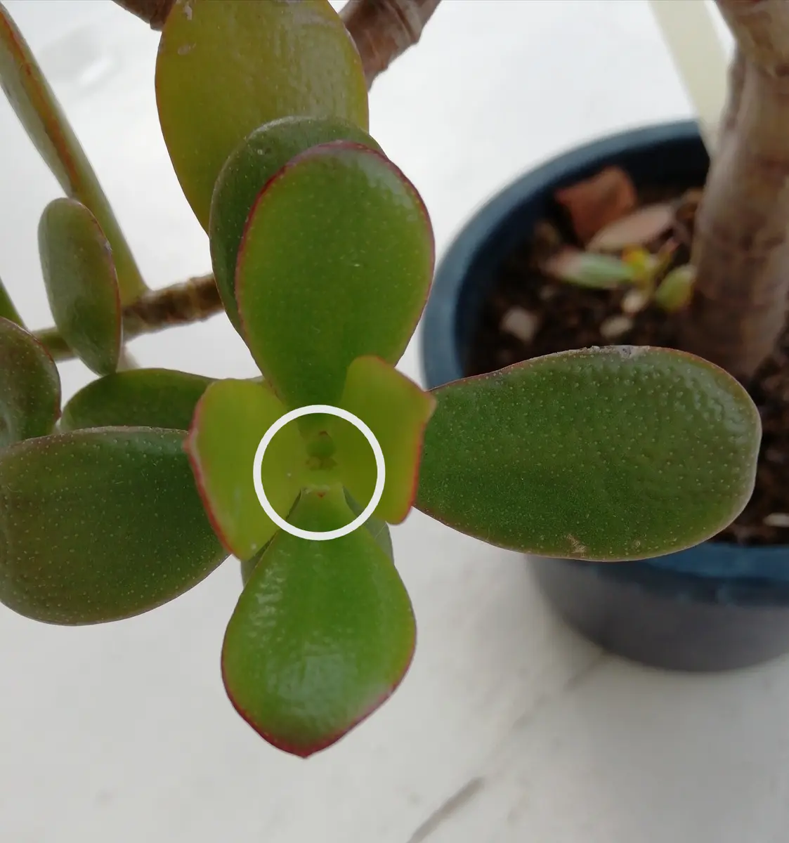 金のなる木に花は咲く(1) 試行編｜そだレポ（栽培レポート）by三日月