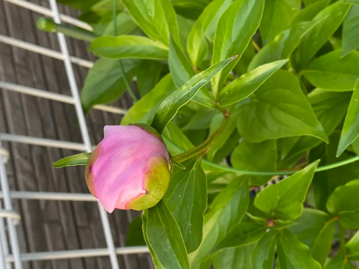 芍薬「滝の粧」3年目!|そだレポ(栽培レポート)byぐらんでぃ 芍薬「滝の粧」3年目!|そだレポ(栽培レポート)byぐらんでぃ