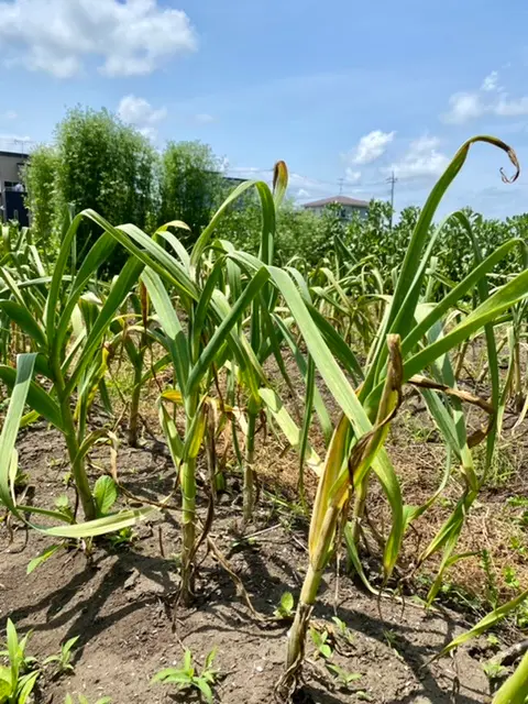 初心者向け！ニンニクの栽培方法・育て方のコツ│コラム｜特集