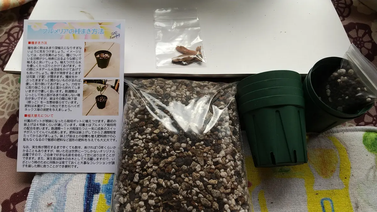 種からのプルメリア栽培に挑戦｜そだレポ（栽培レポート）byエブエブ