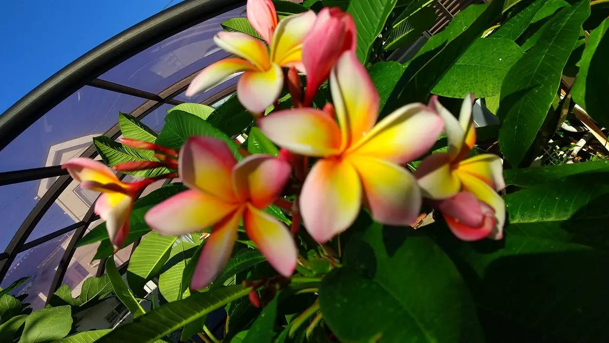 プルメリア鉢植え 大株12月10日写真更新