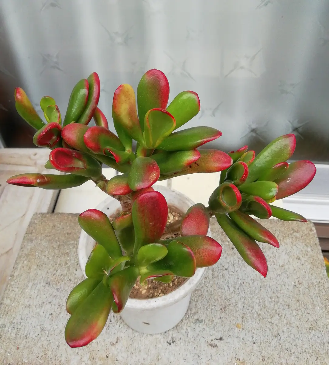 金のなる木 ゴーラム 抜き苗 ハッピームーン⭐️宇宙の木⭐️金の