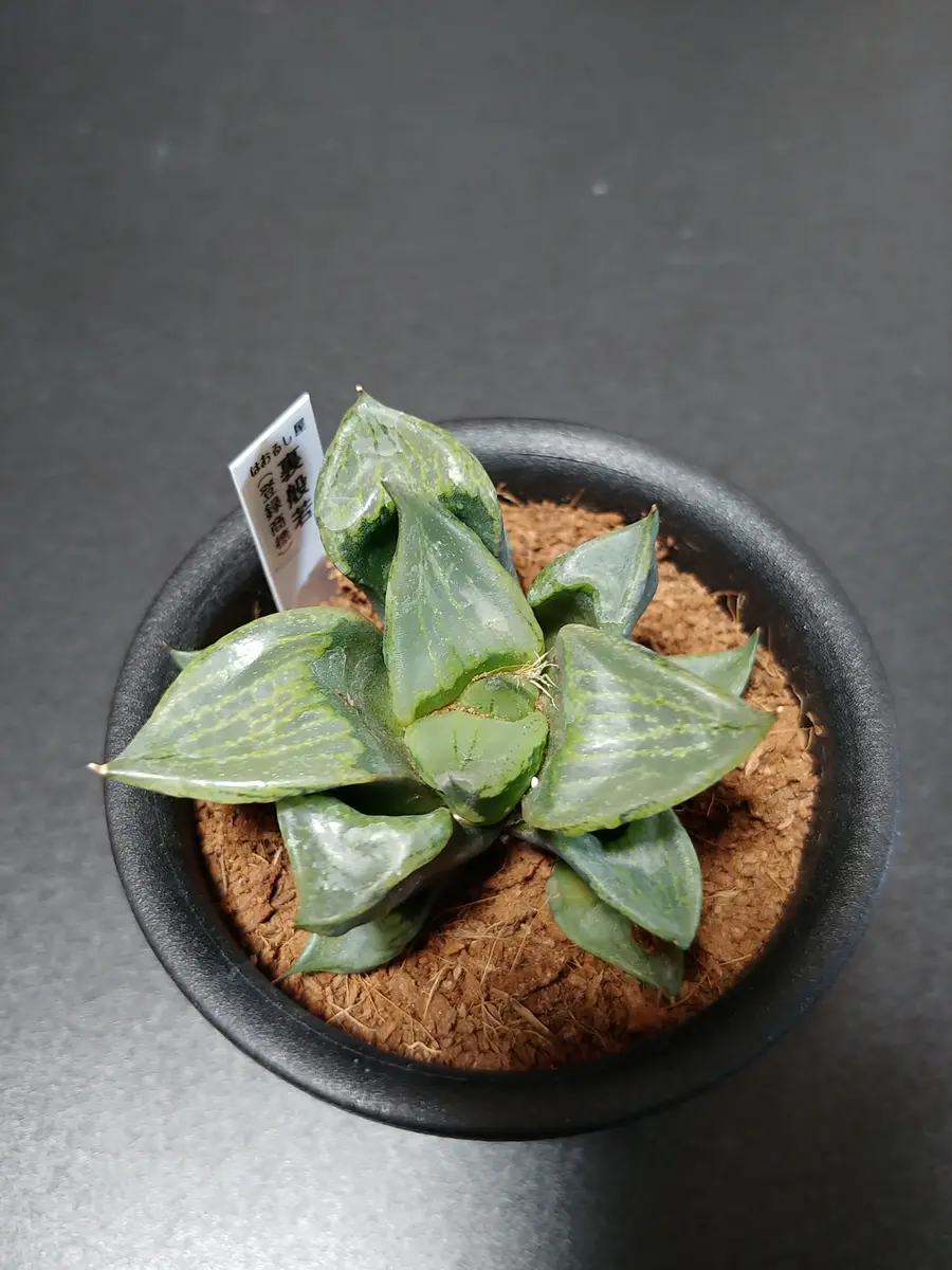 裏般若錦 おしく *. ハオルシア * ハオルチア * 多肉植物 *