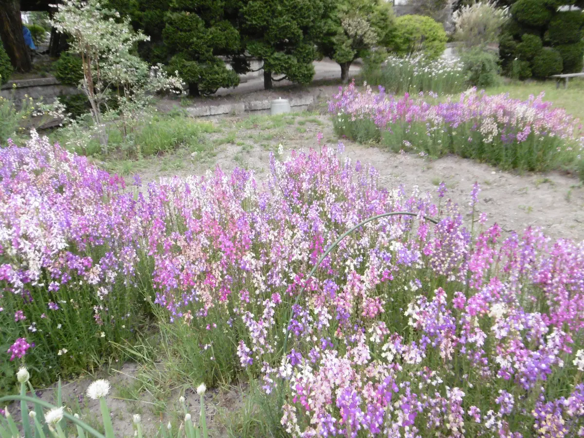 リナリア様 オーダーページ リナリアの花を咲かせよう｜そだレポ（栽培レポート）bykasamatu