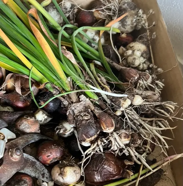 大玉5球 F スノーフレーク球根 鈴蘭水仙 春咲き球根 球根 水仙房咲き