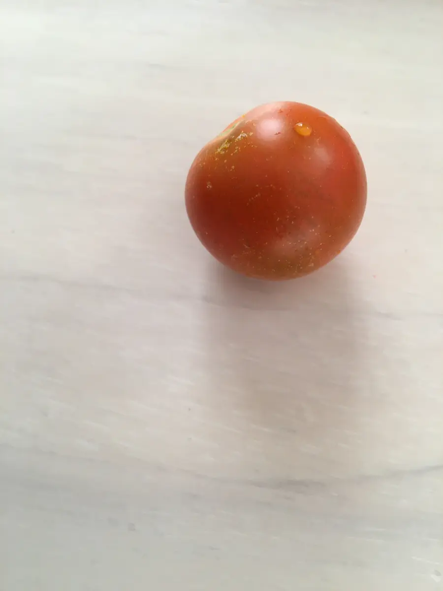 トマトフルティカコメント欄つくりました。 中玉トマト『フルティカ』の種まき | 植えないか？