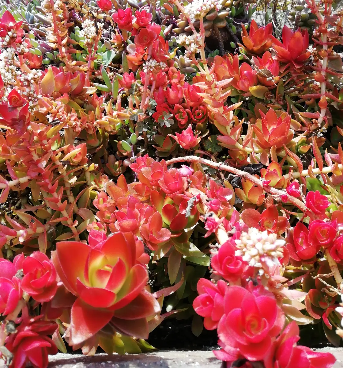 迷子の クラッスラ火祭りの芽 保護育成日記｜そだレポ（栽培レポート 