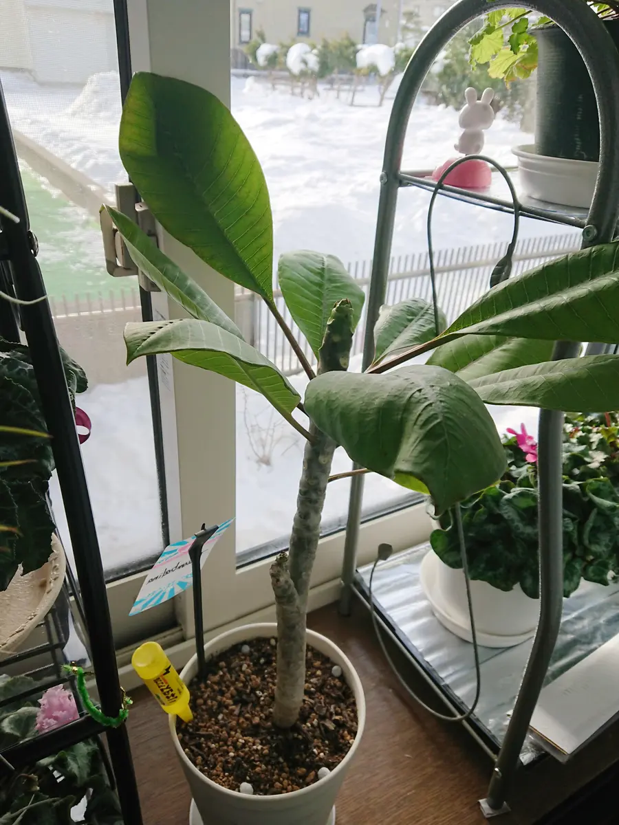 北国でプルメリア(^^;｜そだレポ（栽培レポート）by朔屋｜みんなの趣味