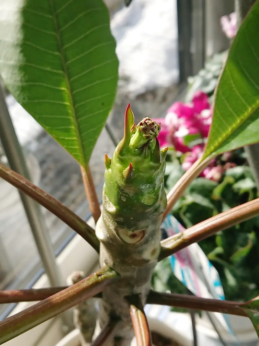 北国でプルメリア(^^;｜そだレポ（栽培レポート）by朔屋｜みんなの趣味