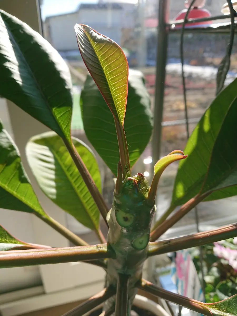 北国でプルメリア(^^;｜そだレポ（栽培レポート）by朔屋｜みんなの趣味