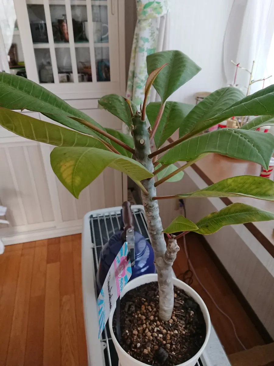 北国でプルメリア(^^;｜そだレポ（栽培レポート）by朔屋｜みんなの趣味