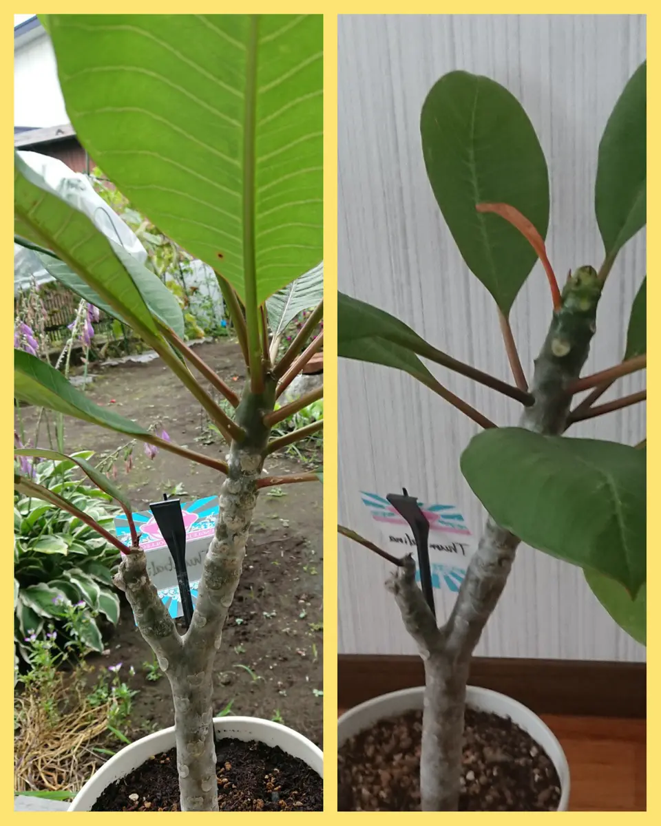 北国でプルメリア(^^;｜そだレポ（栽培レポート）by朔屋｜みんなの趣味