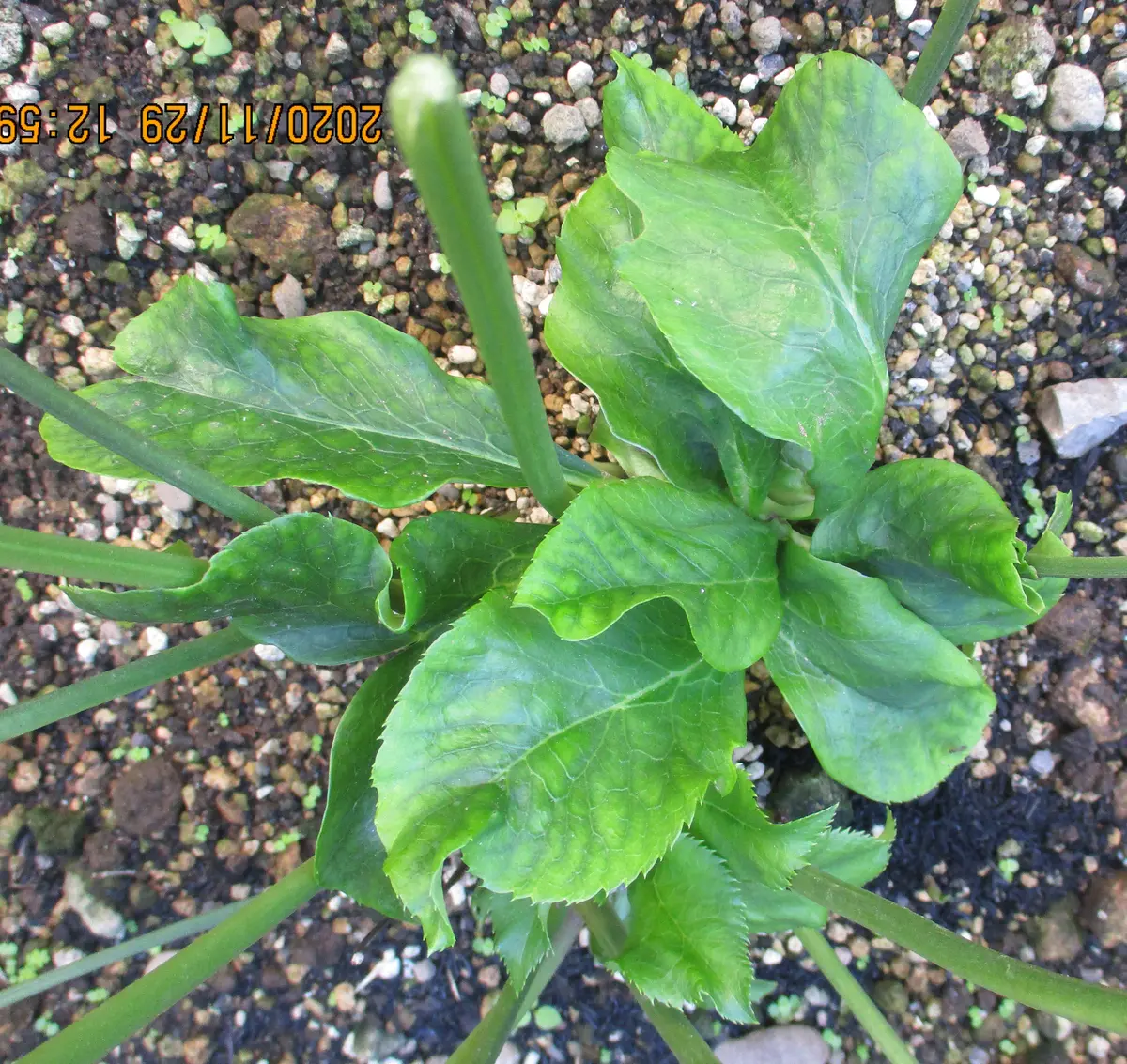 2021年クリスマスローズ・エレガンス・HY・レッドDD NО2｜そだレポ