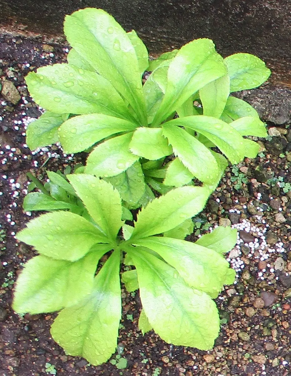 2021年クリスマスローズ・エレガンス・HY・レッドDD NО2｜そだレポ