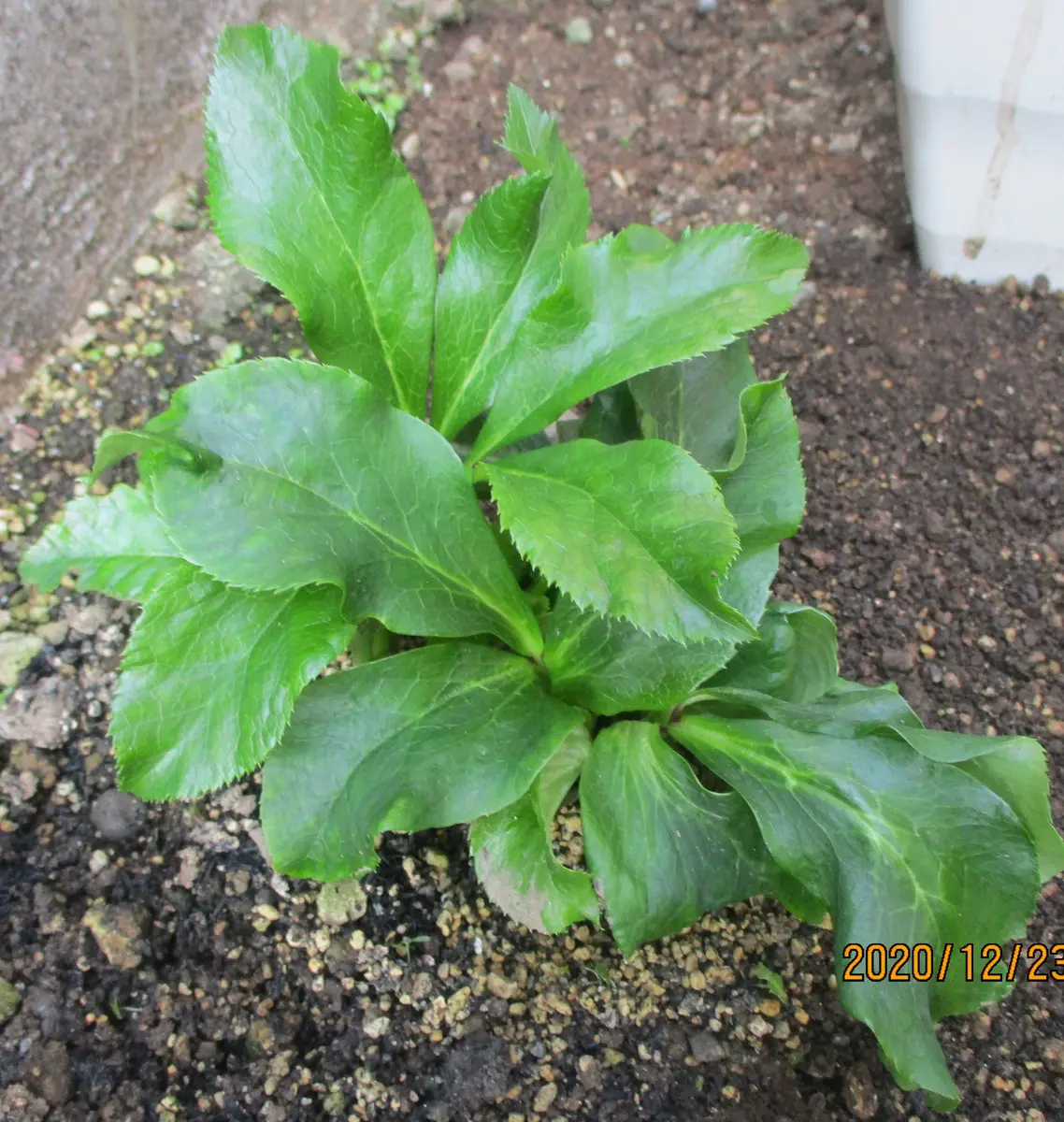 りーちゃん クリスマスローズ 株分け DDグリーンパールエッジ りーちゃん クリスマスローズ 株分け DDグリーンパールエッジ 2021年