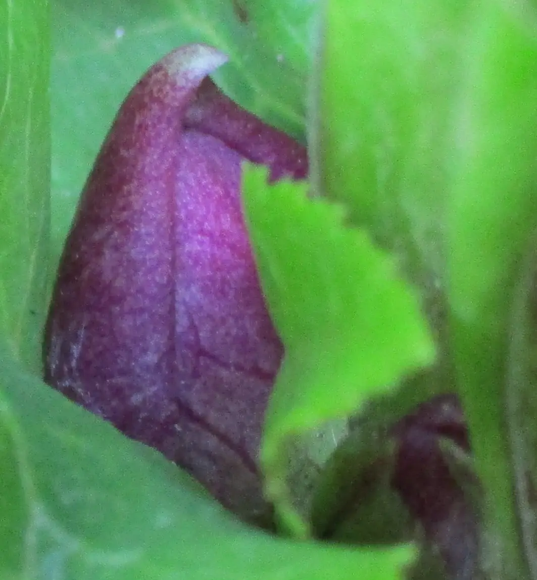 りーちゃん クリスマスローズ 株分け DDグリーンパールエッジ りーちゃん様専用 クリスマスローズ 株分け DDグリーンパールエッジ