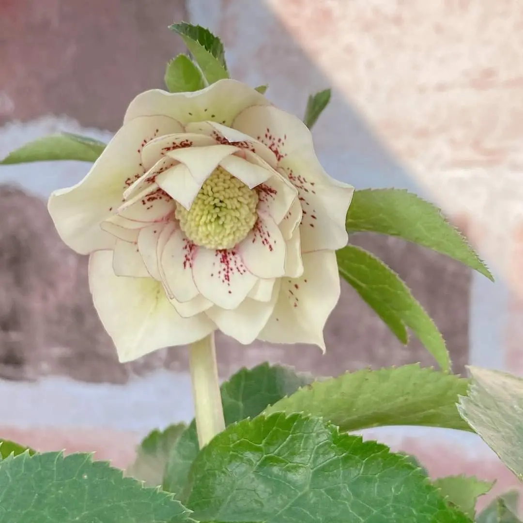 プチドールを目指して交配します！｜そだレポ（栽培レポート