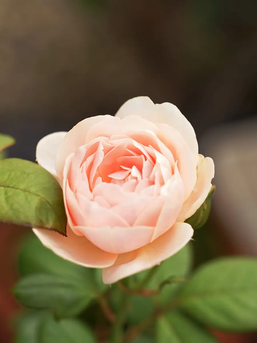 ピンクのバラ 開花中 ピンクのバラ 開花中 バラ開花中｜お知らせ