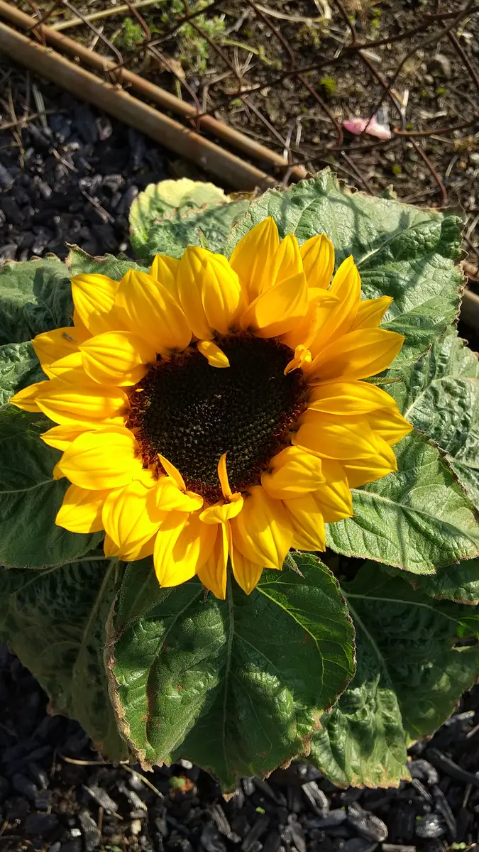 2021冬まきで矮性向日葵を育てる｜そだレポ（栽培レポート）byなこぽち