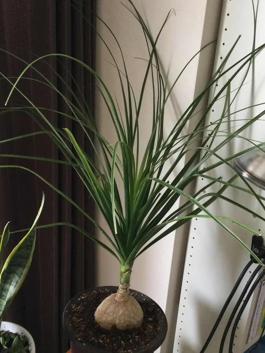 現品　トックリラン　ノリナ　斑入り　30番　トックリラン斑入り　観葉植物 現品 トックリラン ノリナ 斑入り 30番 トックリラン斑入り 観葉植物