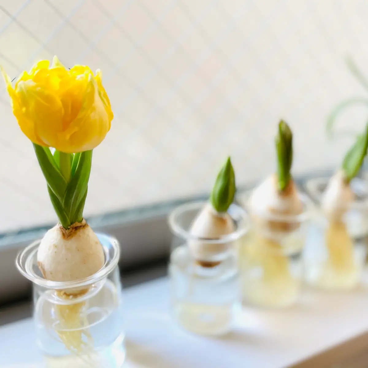 ミニチューリップの水耕栽培 2021｜そだレポ（栽培レポート）bySachi_0
