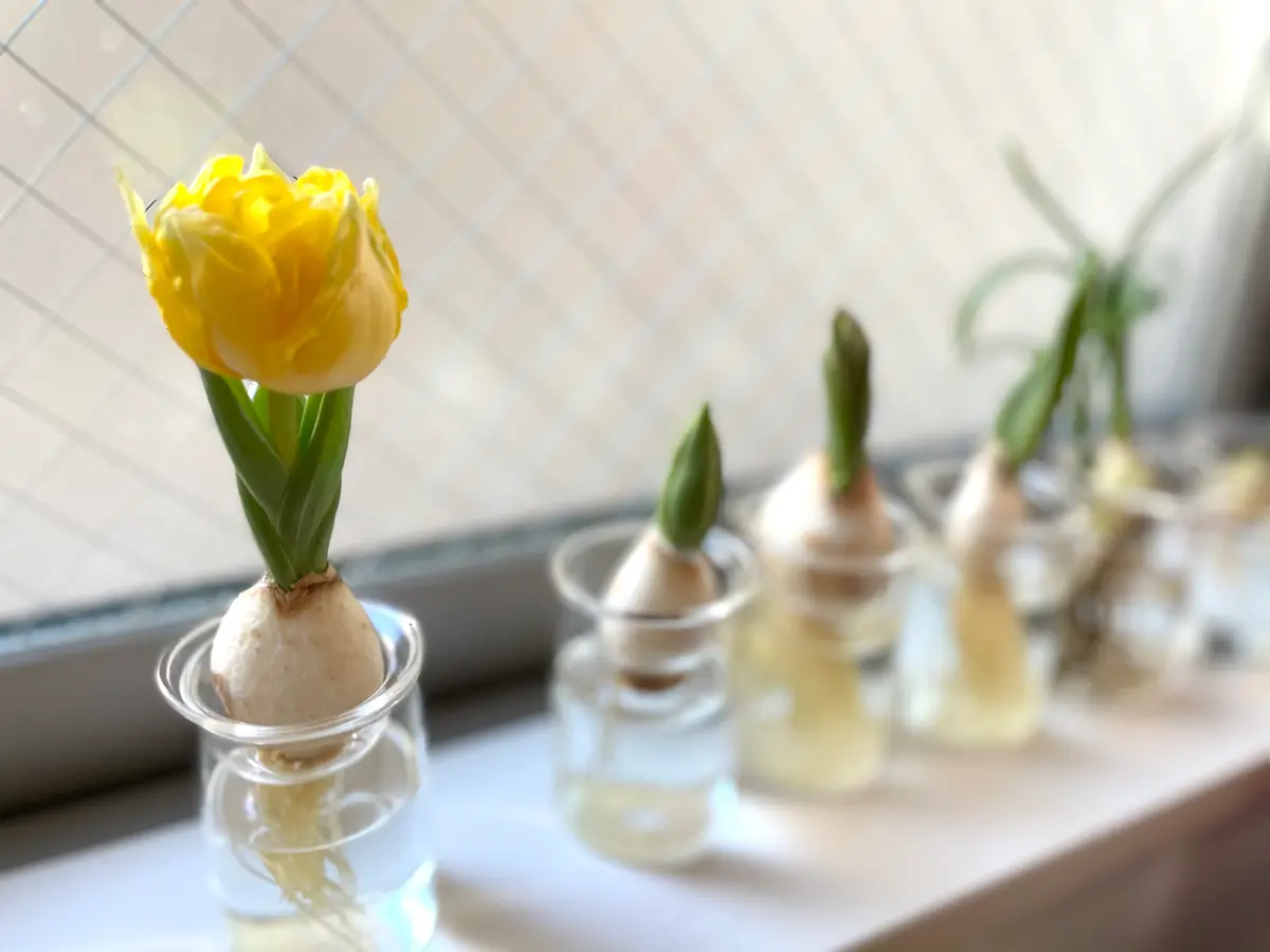 ミニチューリップの水耕栽培 2021｜そだレポ（栽培レポート）bySachi_0