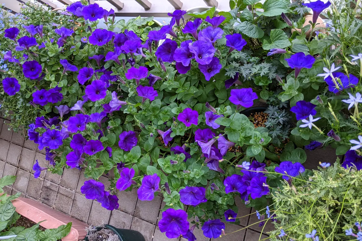 菫色ペチュニア小輪種を種から育てる2021：終了｜そだレポ（栽培  