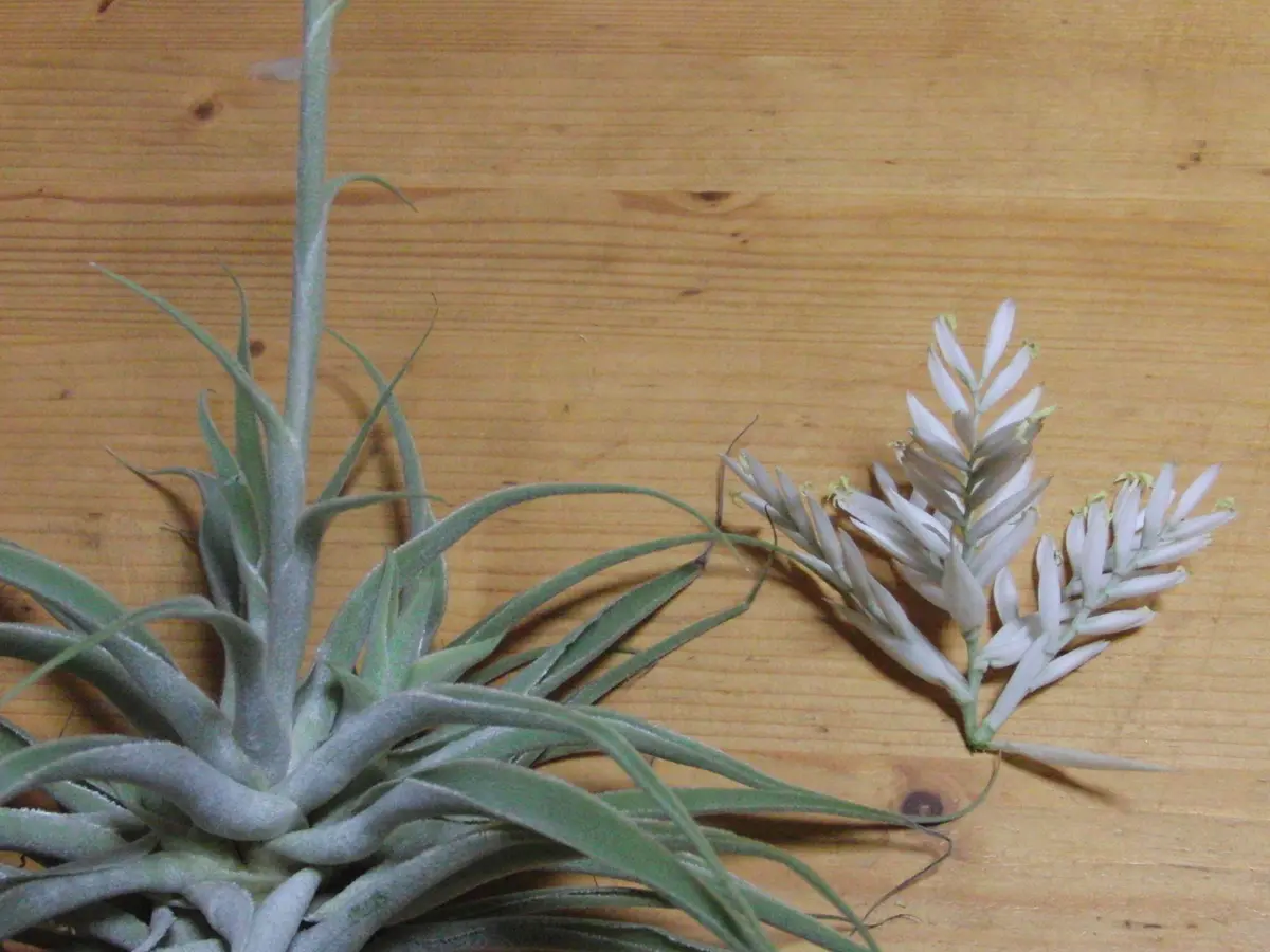 カクティコラアルバ｜そだレポ（栽培レポート）by竹内｜みんなの趣味の園芸