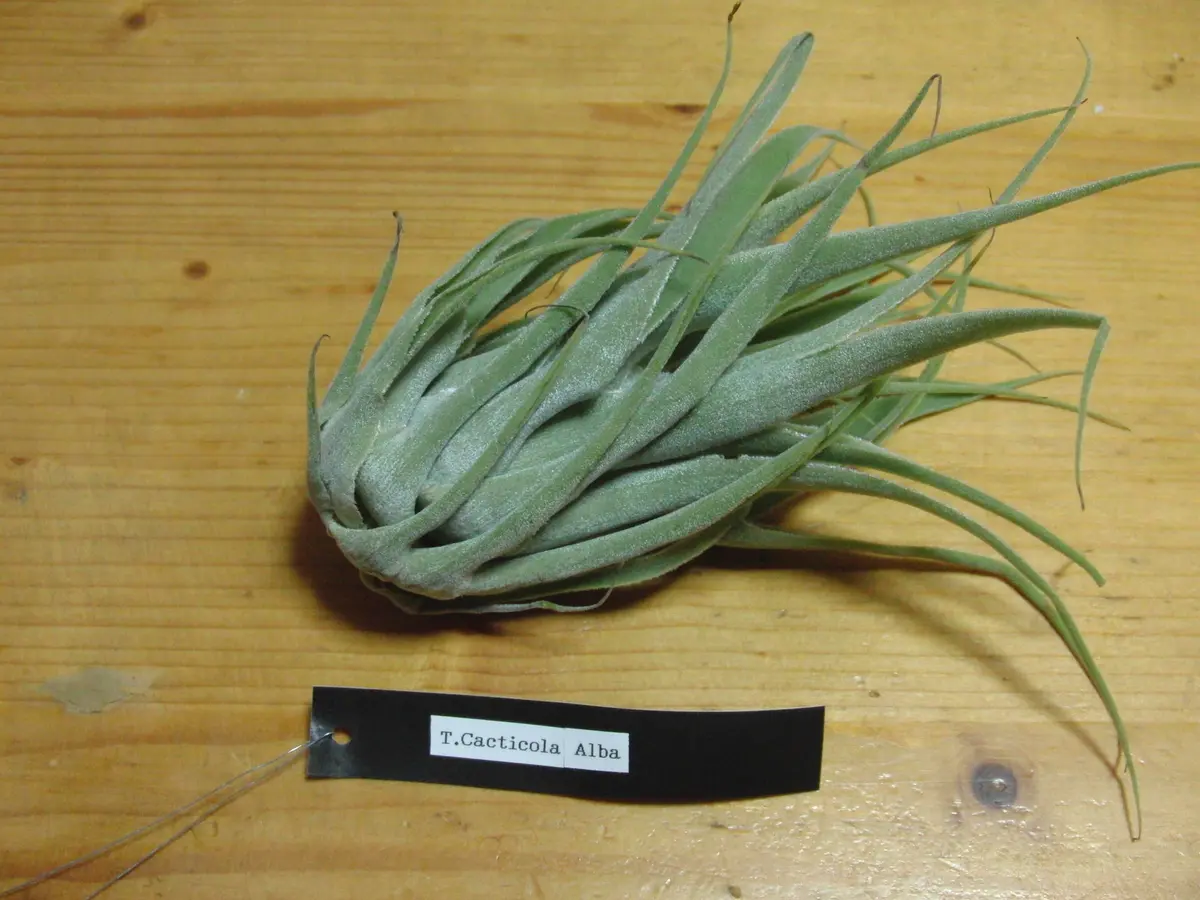 カクティコラアルバ｜そだレポ（栽培レポート）by竹内｜みんなの趣味の園芸