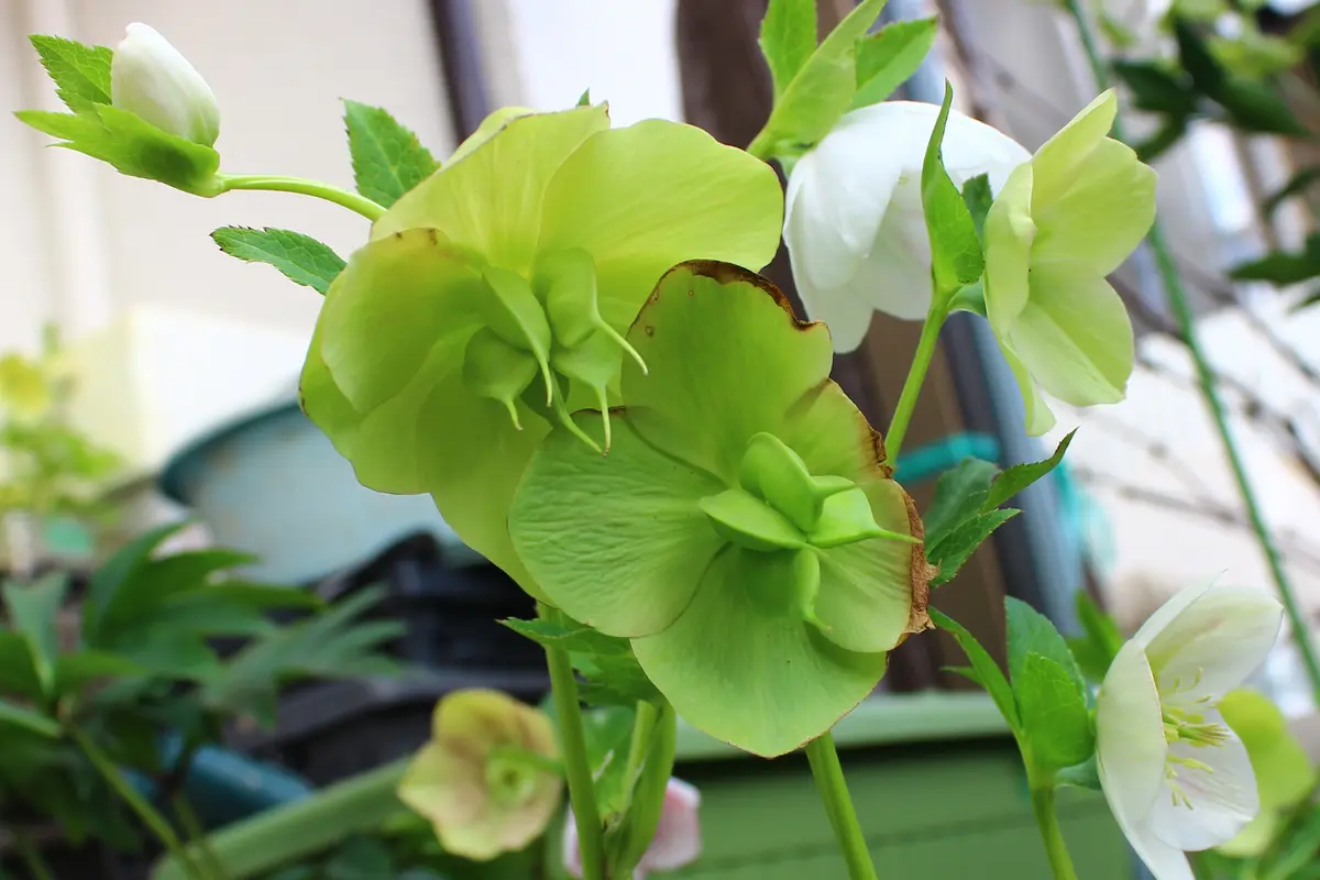 クリスマスローズ 大木ナーセリー SSオーレア系グリーン玉 株分け