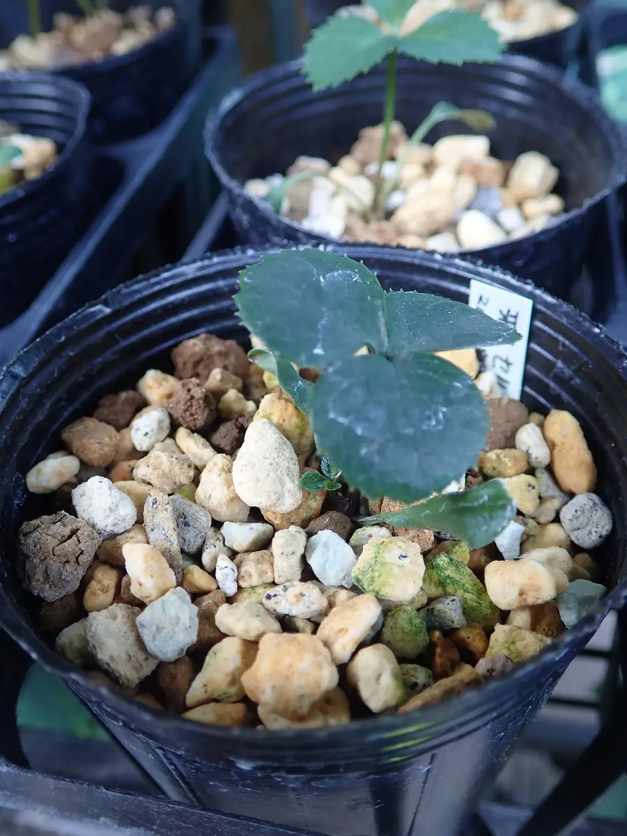 種からクリスマスローズ2020～雅セルフ｜そだレポ（栽培レポート