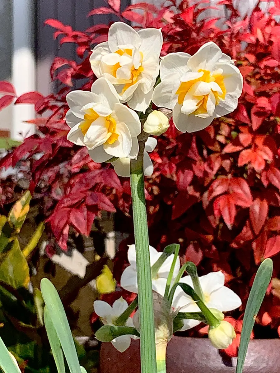 銀花仙　正絹　小紋　水玉　可愛いエレガント 銀花仙 正絹 小紋 水玉 可愛いエレガント 銀花仙 正絹 小紋 水玉