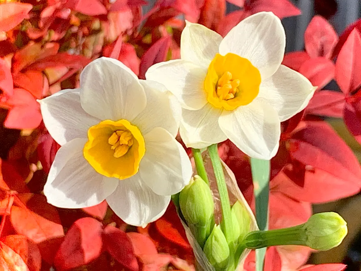 寒咲き『日本水仙』に魅せられて♪｜そだレポ（栽培レポート）by檀m