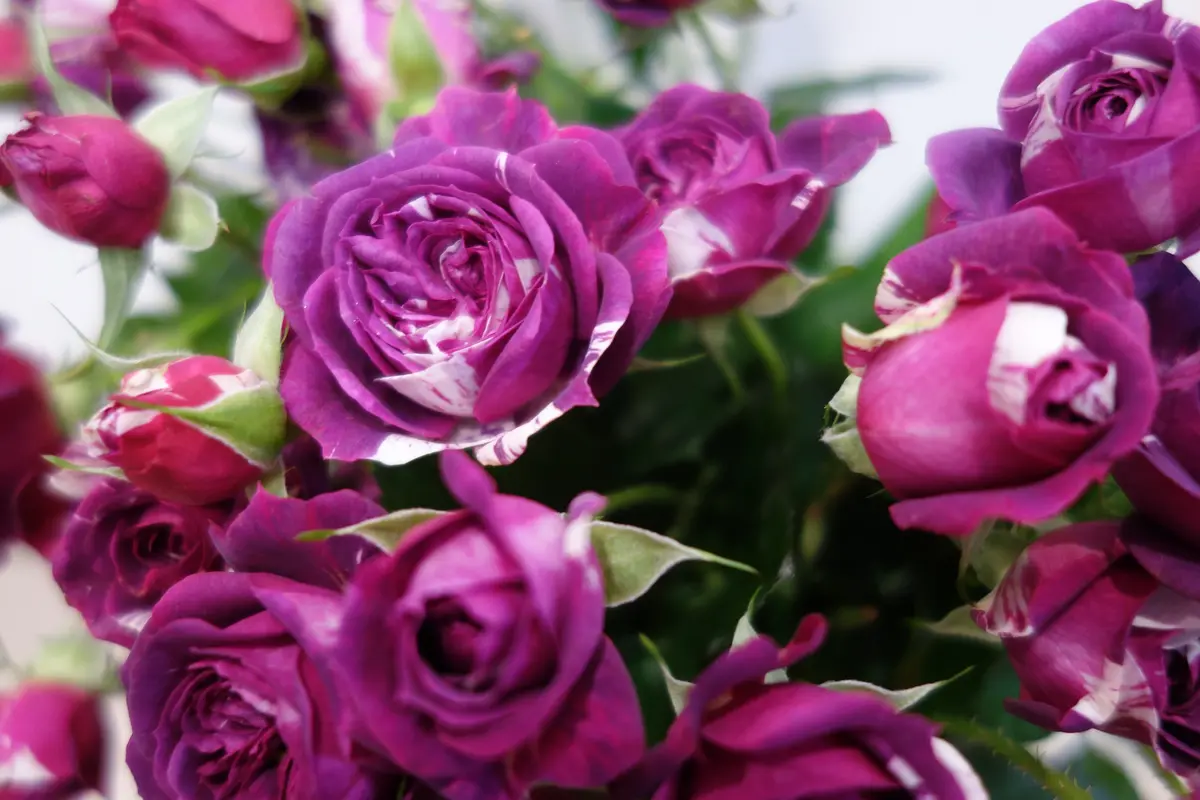 バラ（切り花）の挿し木にチャレンジ！してみる｜そだレポ（栽培